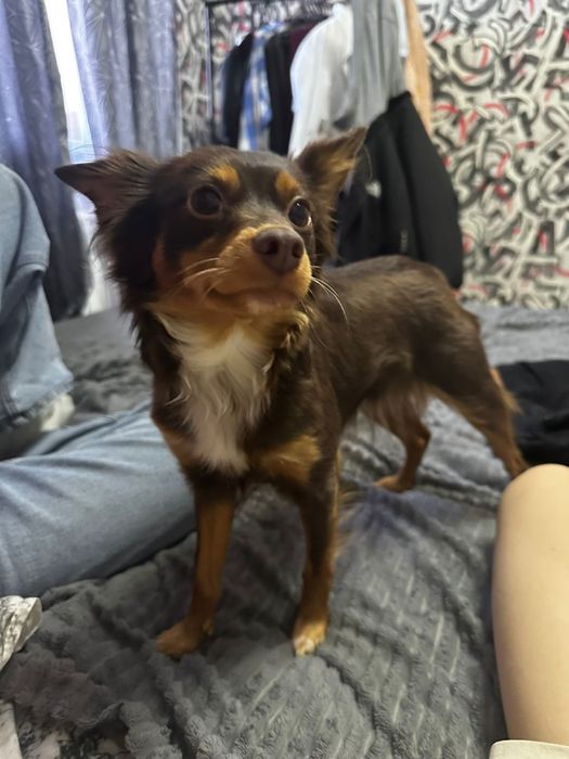 Для вязки сучка той терьер