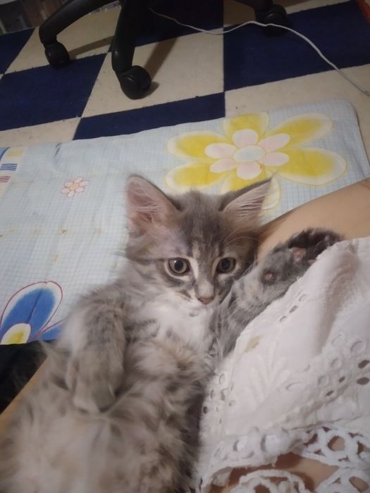 Милый котёнок в добрые руки