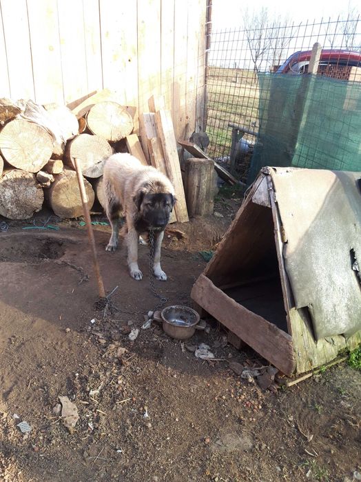 Femelă ciobănesc foarte bună de oi prețul se discută la telefon