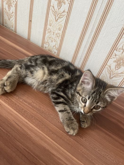 Продам котенка породестая девочка