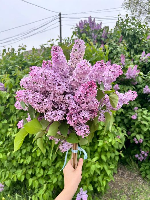 Сирень любое количество