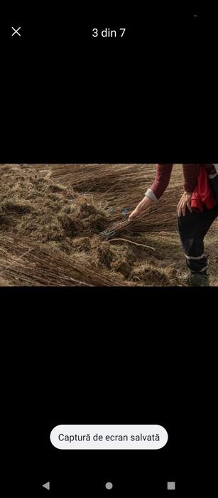 Puieți salcâm frasin fag carpen ulm plop mesteacăn brad molid Tei arin