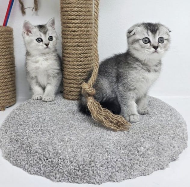 ШоТлаНдские КотЯта - КоШечКи