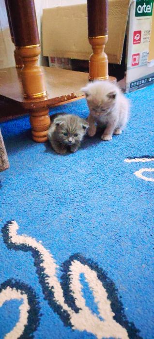 Продаются котята шотландской породы