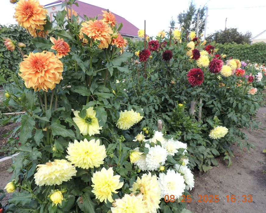 Георгины сортовые