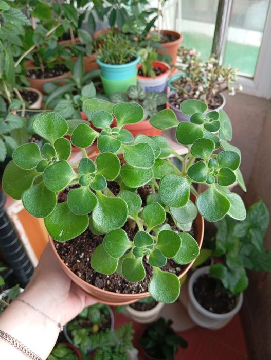 Продам комнатные растения