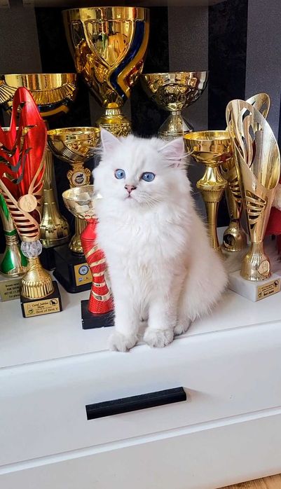 Baiat british longhair din ambii parinti Campioni Mondiali