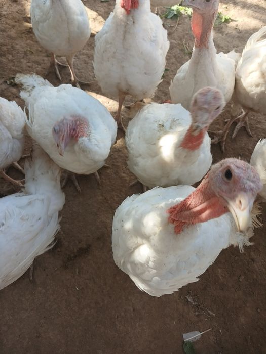 Kurka big 6 sotiladi 3 oylik 7 kg atrofida 17 ta bor