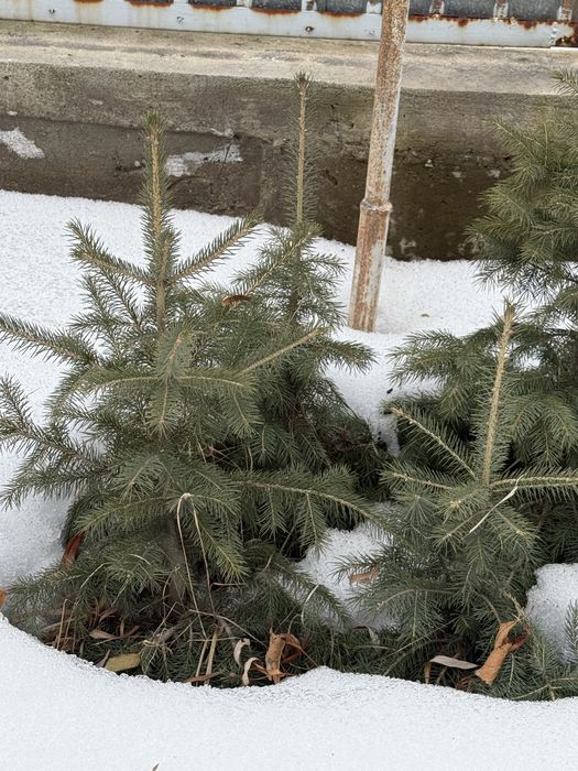 Продам ел. Елки саженцы