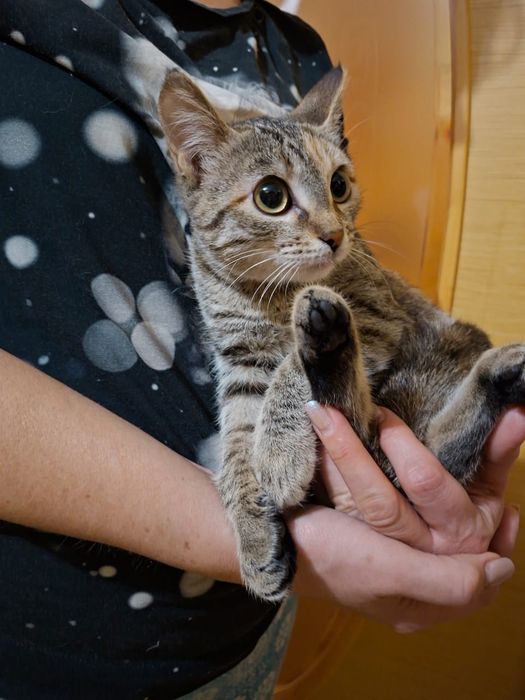 Отдам котёнка девочку