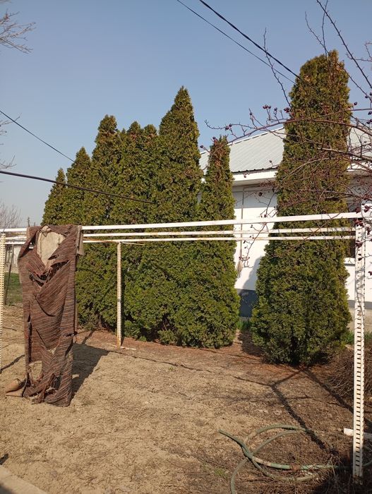 Продам туйя 5, 6 метровые