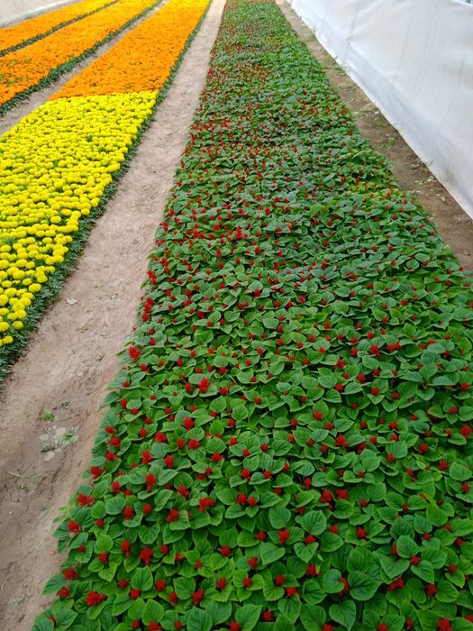 Gullar sotiladi tayges saliviya va pituniya gullari