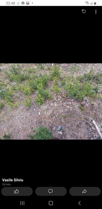 Puieți de replatare cu prindere suta la suta.