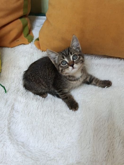 Котёнок в добрые ручки