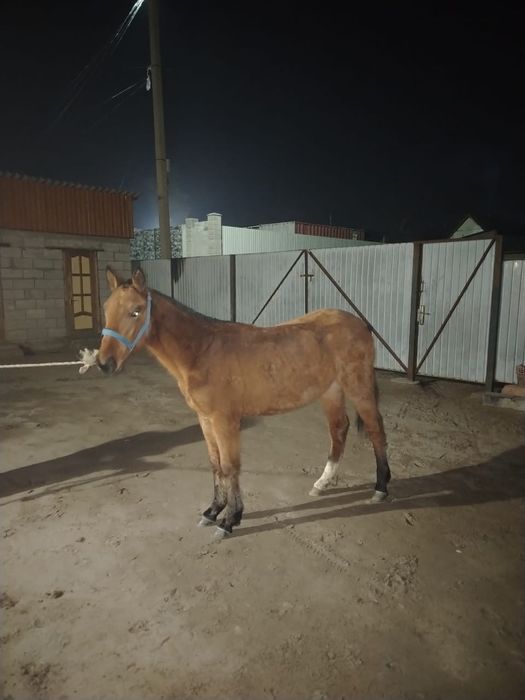 Полукровка ұрғашы тай сатылады