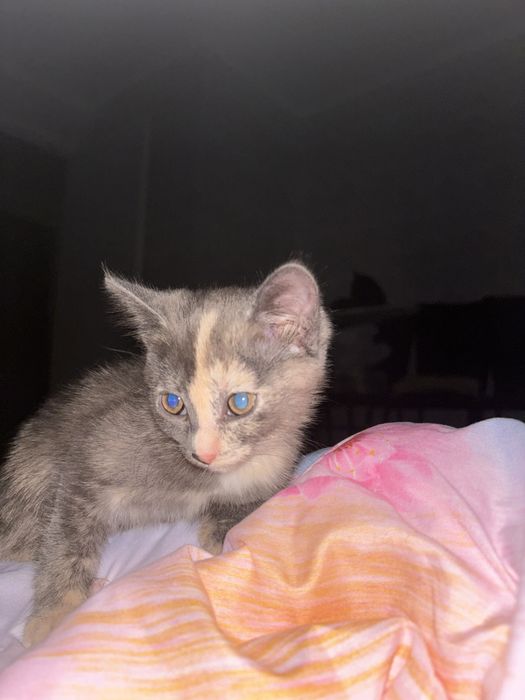 Отдадим кошечку в добрые руки