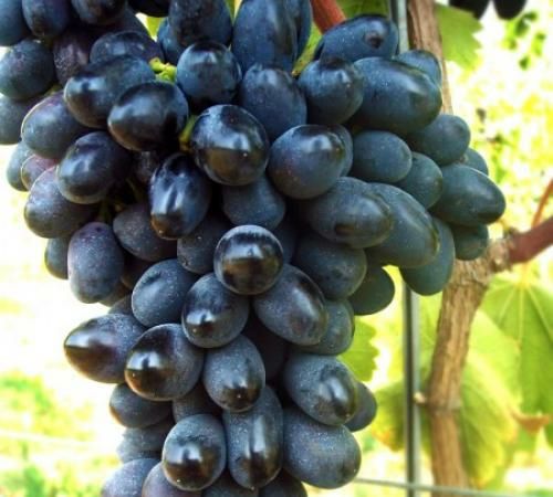 Vita de vie nobila altoita Neagra de masa  (12 soiuri)