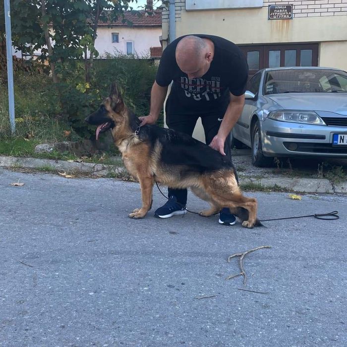 Немско овчарско куче