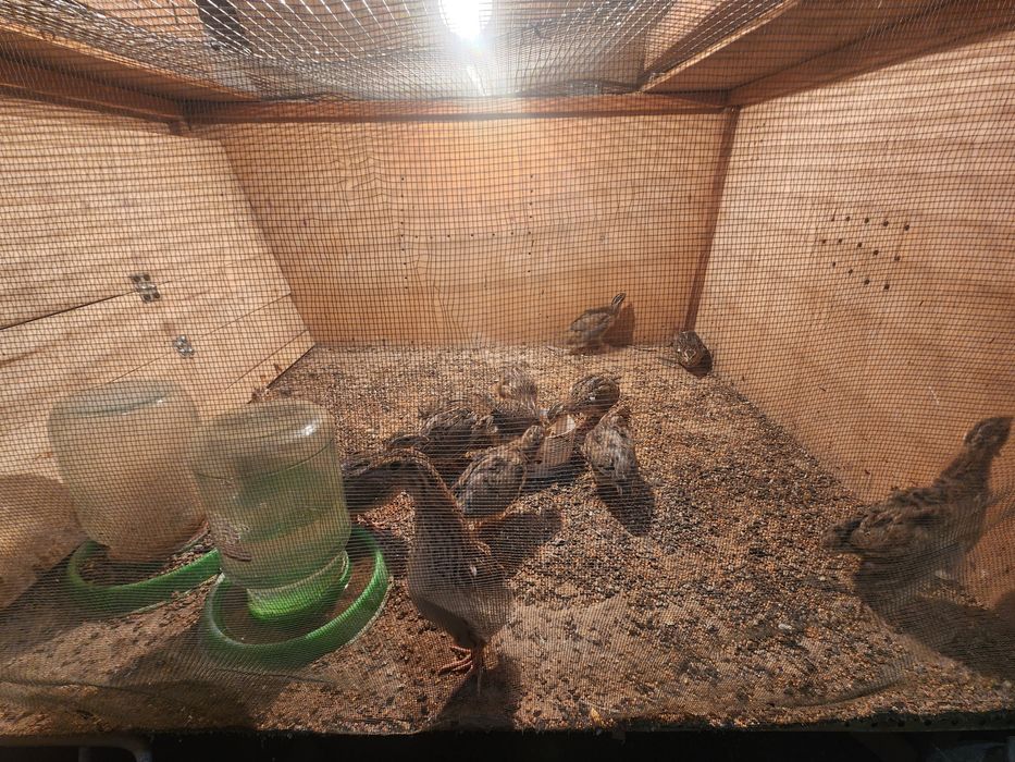 Придаётся италиянские перепелки