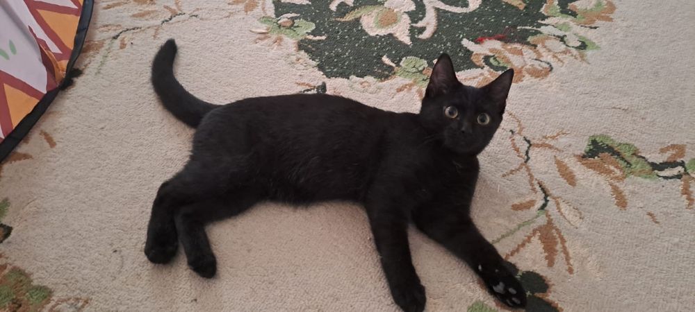 Үй мысығы бала мысық