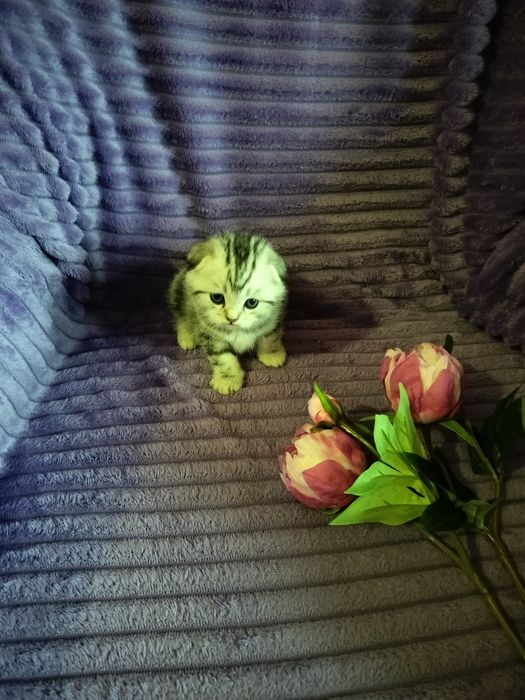 Вязка. Котик ждёт дам.