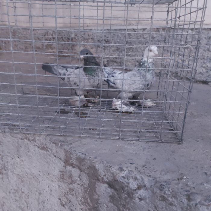 Челкар самец самка лет с игрой