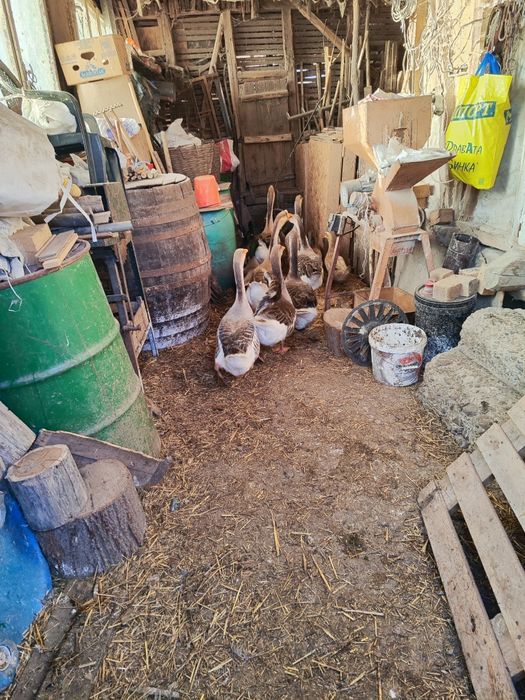 Гъски, патици и мини кохин