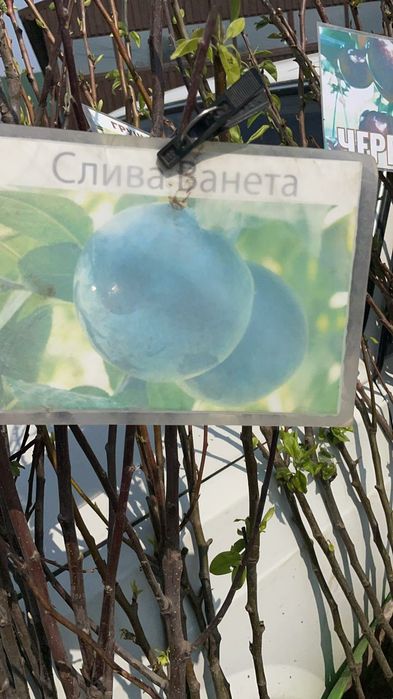 Саженцы плодовые