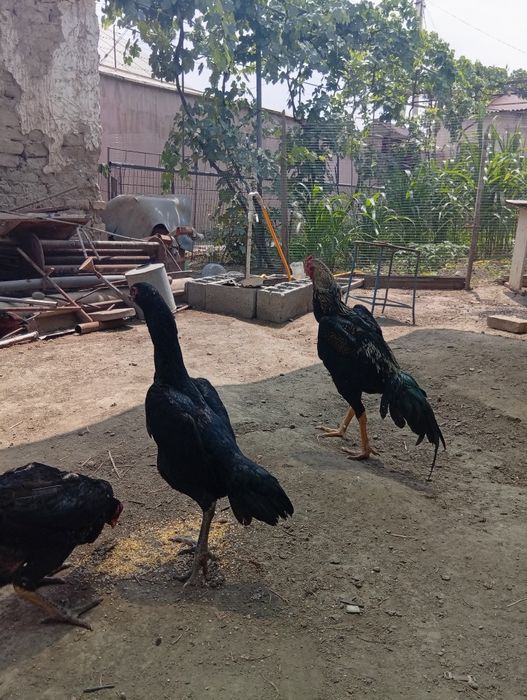 Тухум ва жожалар сотилади.