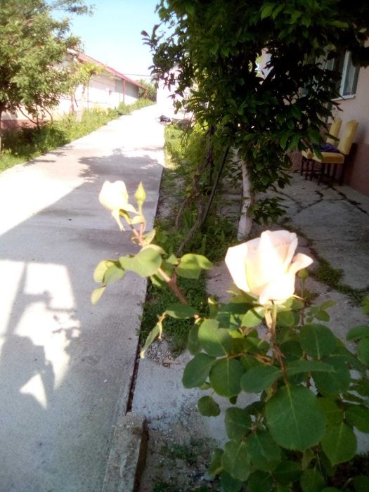 Vand casă Bradesti