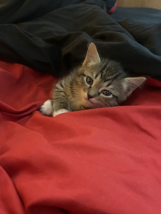 Котёнок в добрые руки