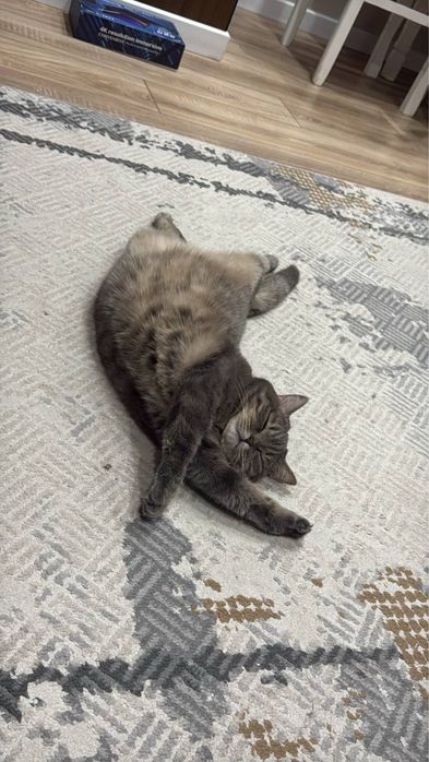 Отдам кошечку в хорошие руки.
