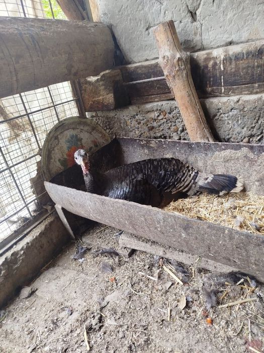 Курк курка сотилади месни