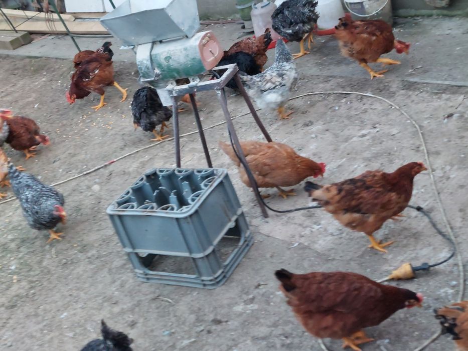 Gaini  și puicute de țară