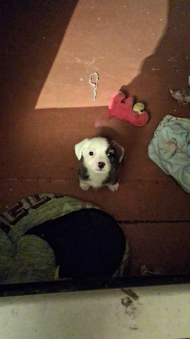 Дарю щенка!         .