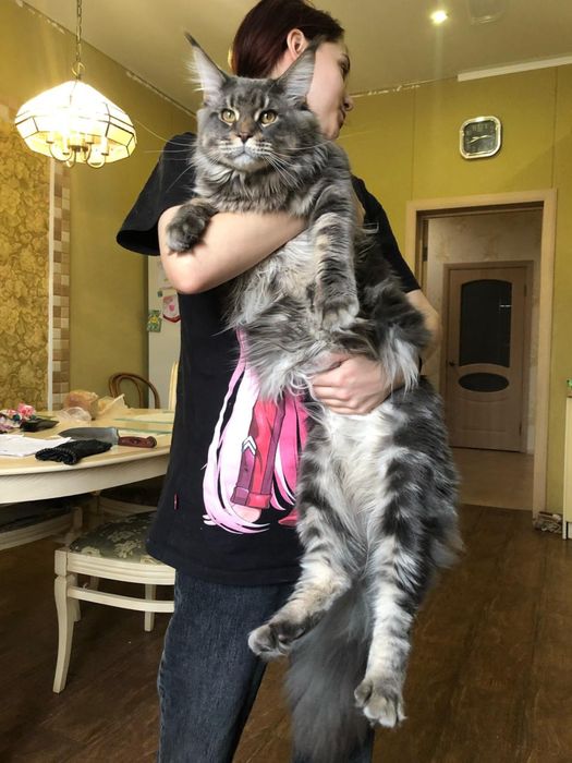 Мейн кун вязка кота