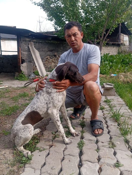 Продам срочно охотничья собака,