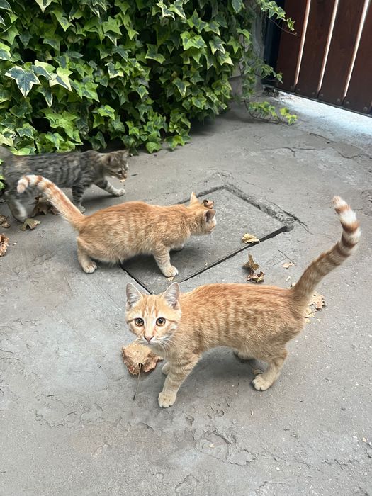 Подарявам котенца