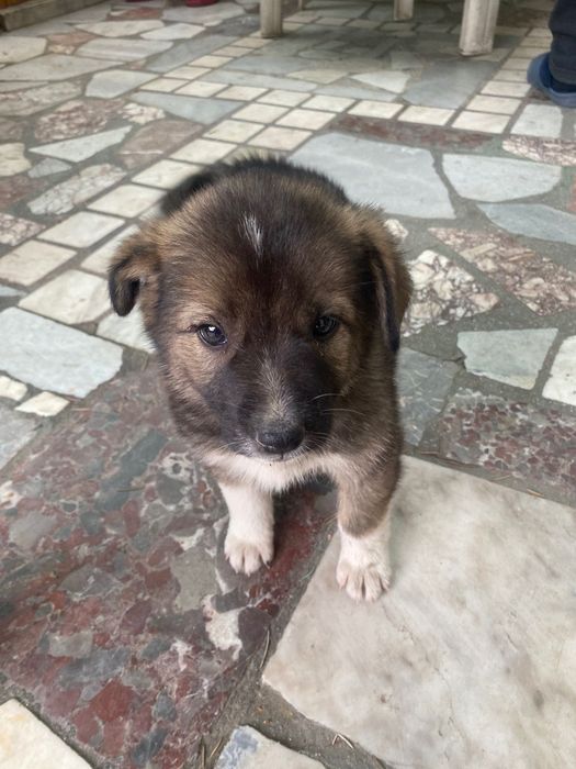[ПОДАРЯВАМ] Кученце на 2 месеца