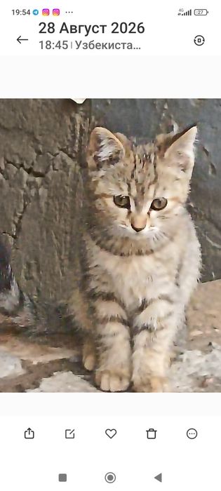 бесплатна отдам в хароший руки