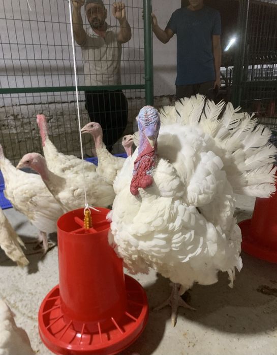 Big 6 kurka joʻjalari shoshiling mavsum yaqin optom baza