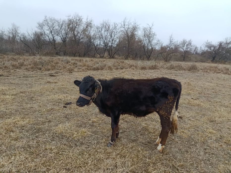 Окормда тұрған тайынша