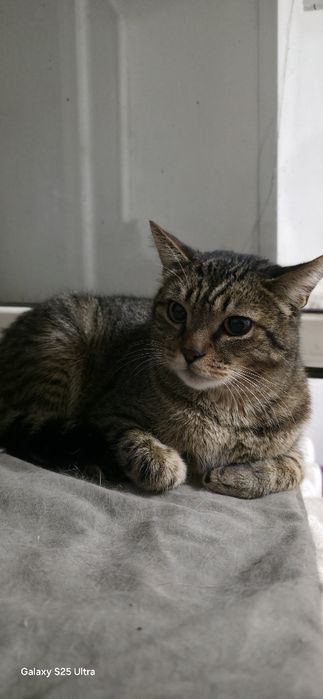 Кот Батон ищет дом