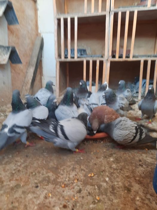 Vand porumbei pui și bătrâni