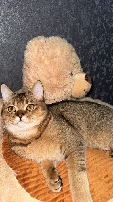 Активно ишем невесту для связки