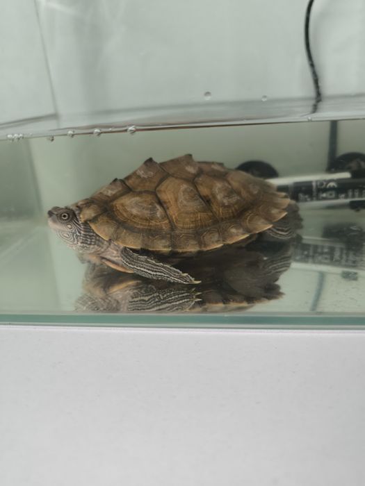 Schimb cu diferite specii de pești pentru acvariu