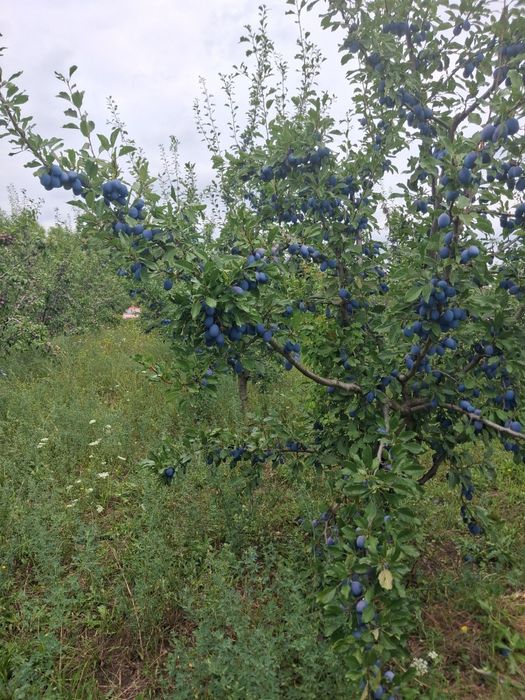 Vând prune pentru masa,dulceață,compot,țuică