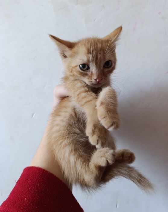 Отдам котят в добрые руки