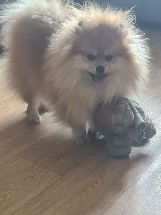 Девочка шпиц 7 месяцев