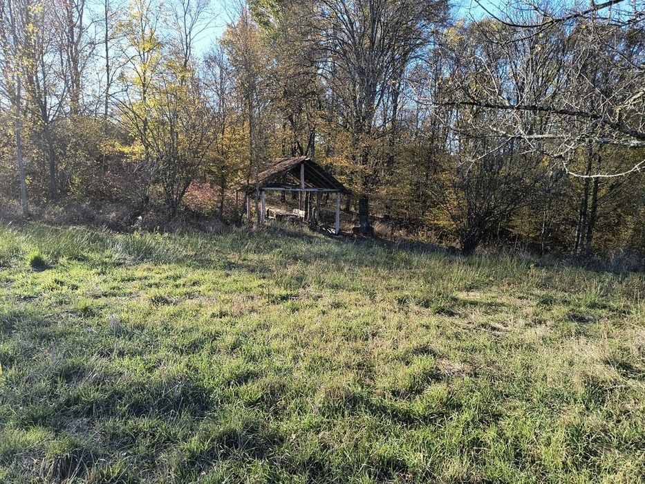 Vând livadă de pruni tineri – 8700 mp – Ramna, jud. Caraș-Severin